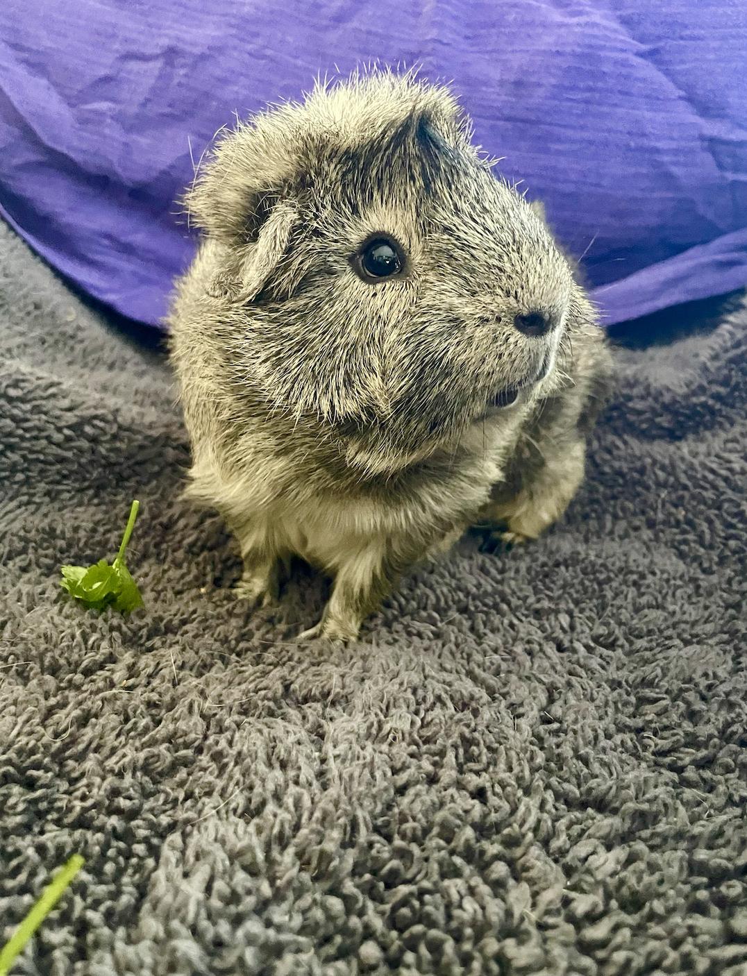 Harold, adopted, Young Male Abyssinian.