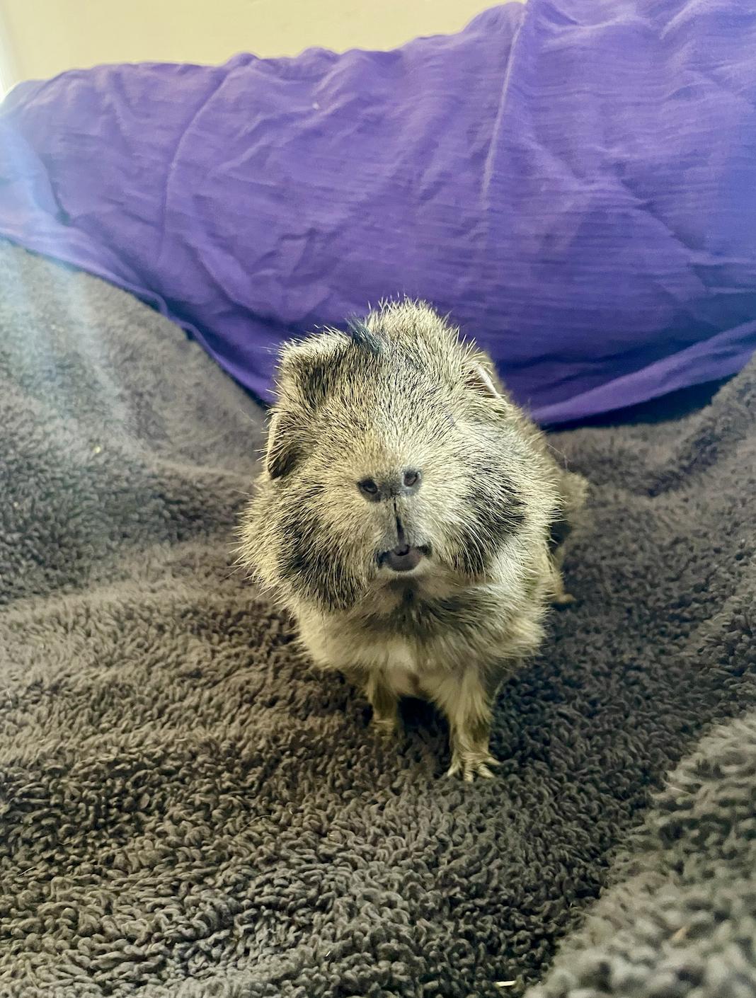 Enlarge Harold, an adopted Abyssinian in long beach, CA image 2/3