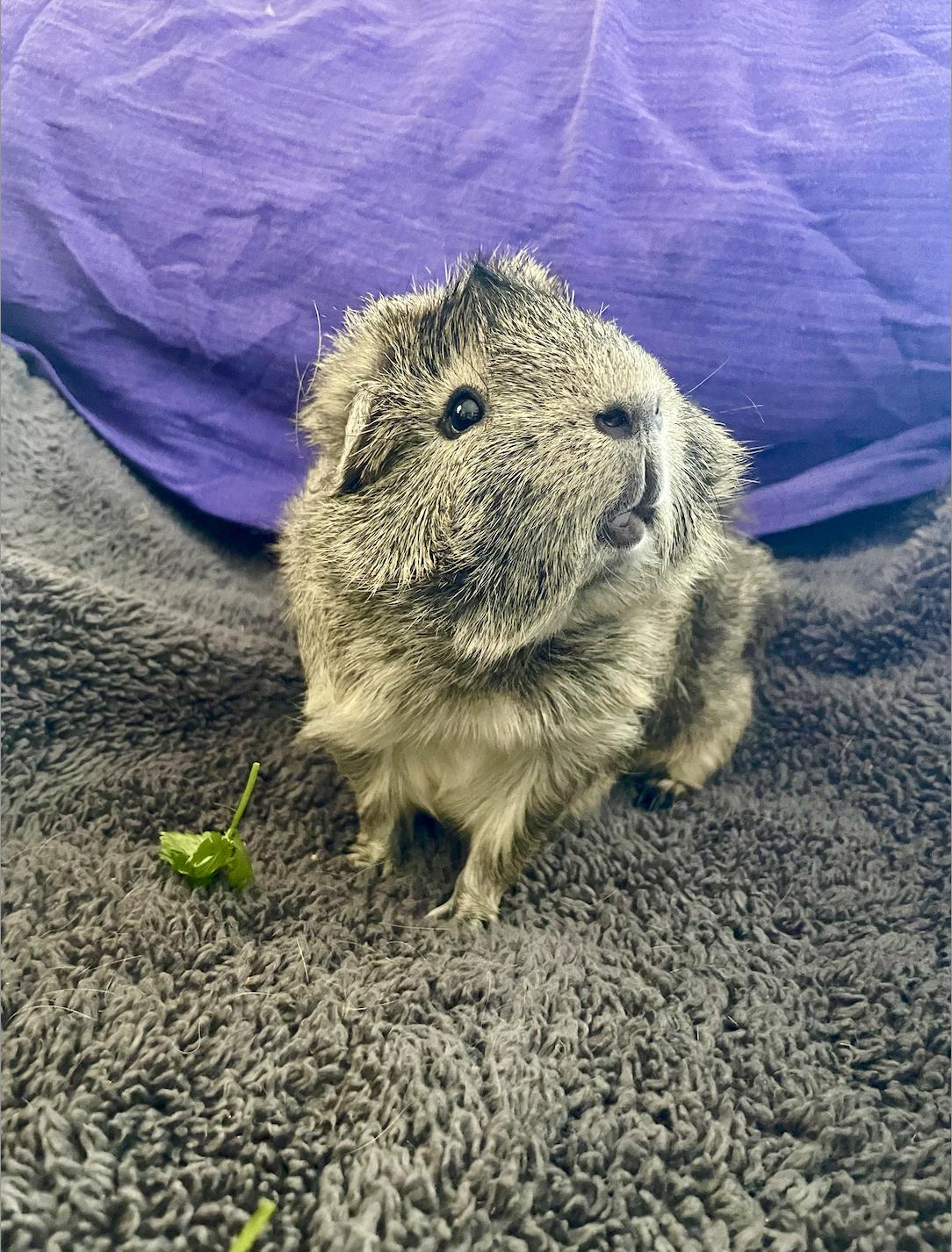 Enlarge Harold, an adopted Abyssinian in long beach, CA image 3/3