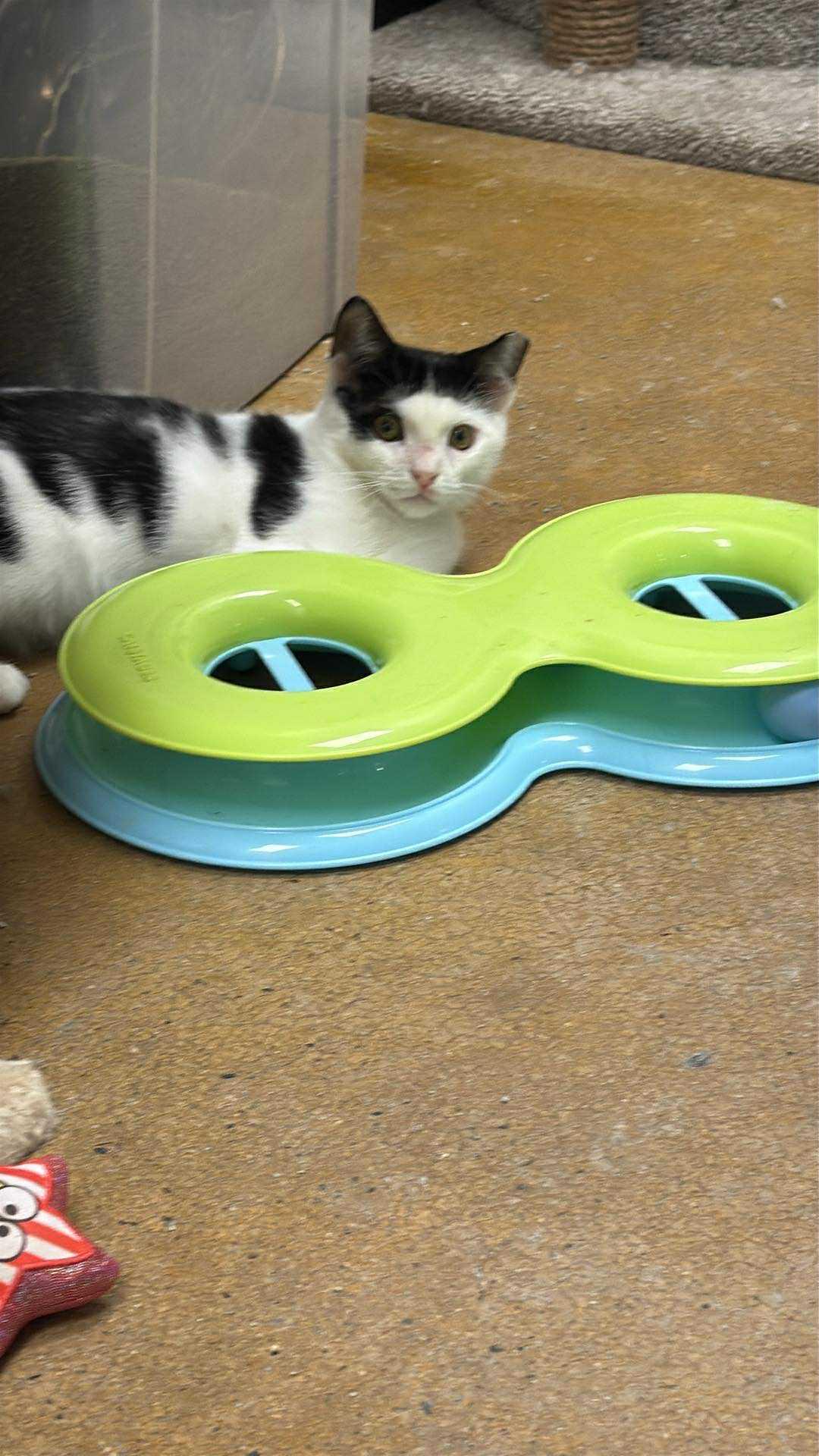 Enlarge Griffin, a Adoptable Domestic Short Hair in Charlotte, NC image 1/1