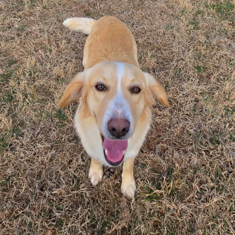 Chester #7341, a Adoptable Golden Retriever in Louisville, KY image 1/6