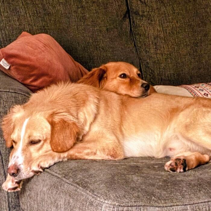 Chester #7341, Adoptable, Young Male Golden Retriever.
