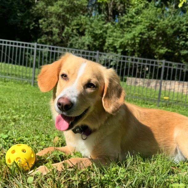 Chester #7341, Adoptable, Young Male Golden Retriever.