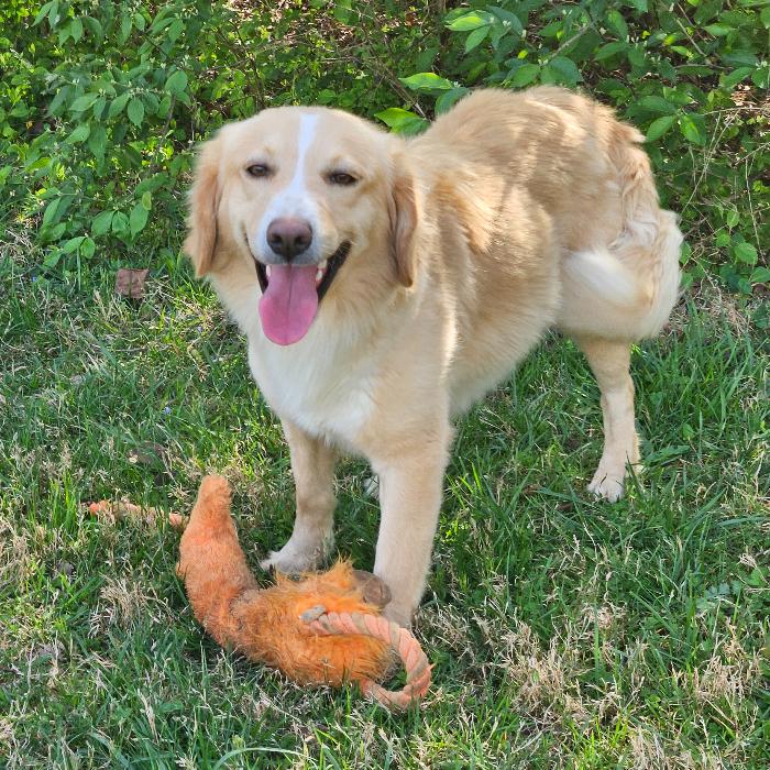 Chester #7341, a Adoptable Golden Retriever in Louisville, KY image 3/6
