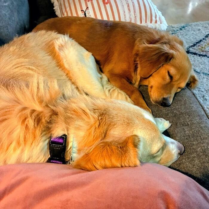 Enlarge Chester #7341, a Adoptable Golden Retriever in Louisville, KY image 2/6