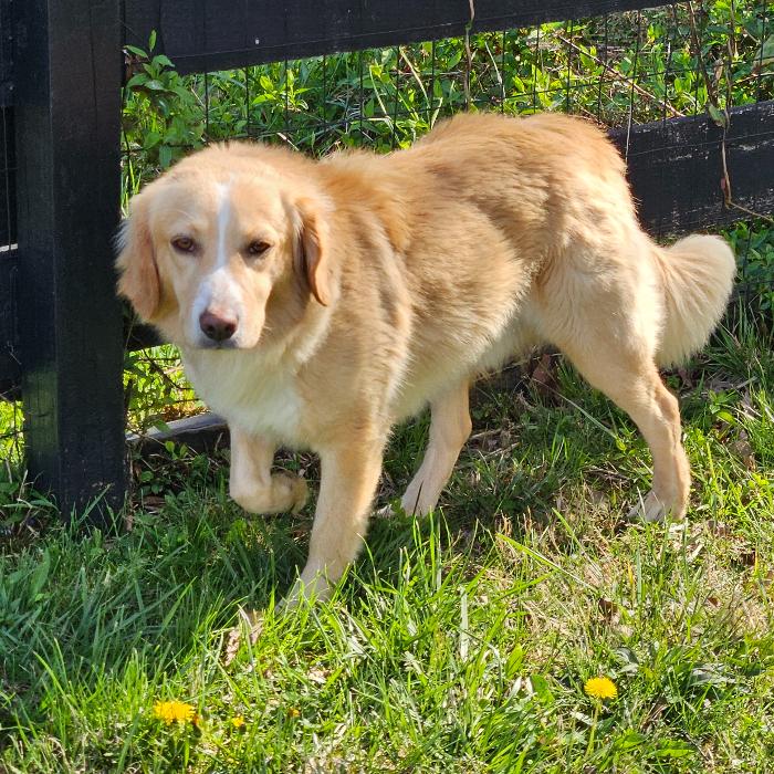 Chester #7341, a Adoptable Golden Retriever in Louisville, KY image 5/6