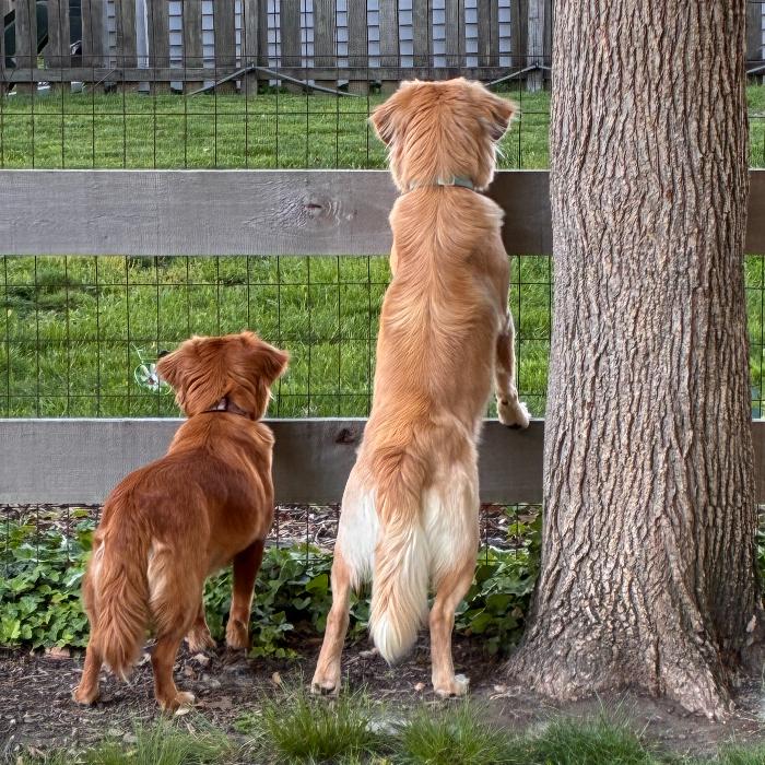 Enlarge Chester #7341, a Adoptable Golden Retriever in Louisville, KY image 4/6