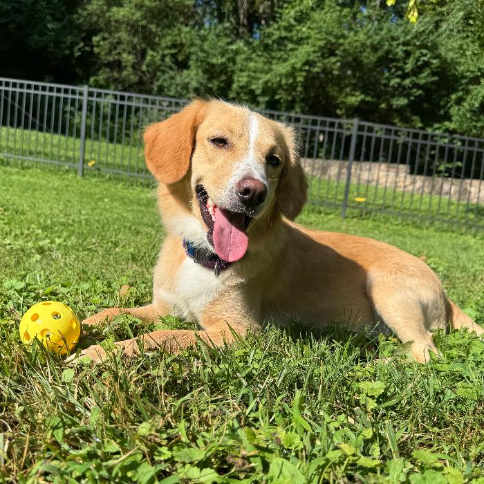 Enlarge Chester #7341, a Adoptable mixed breed in Louisville, KY image 4/6