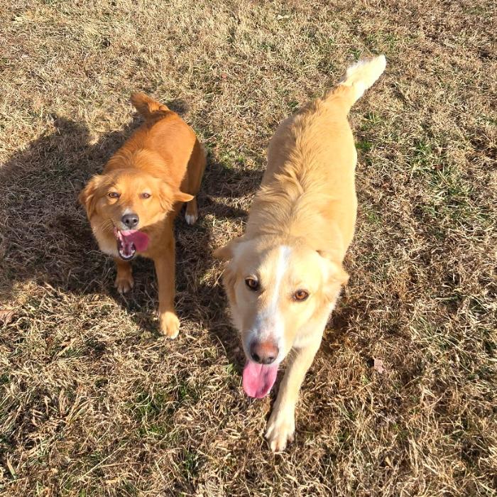 Enlarge Chester #7341, a Adoptable Golden Retriever in Louisville, KY image 5/6
