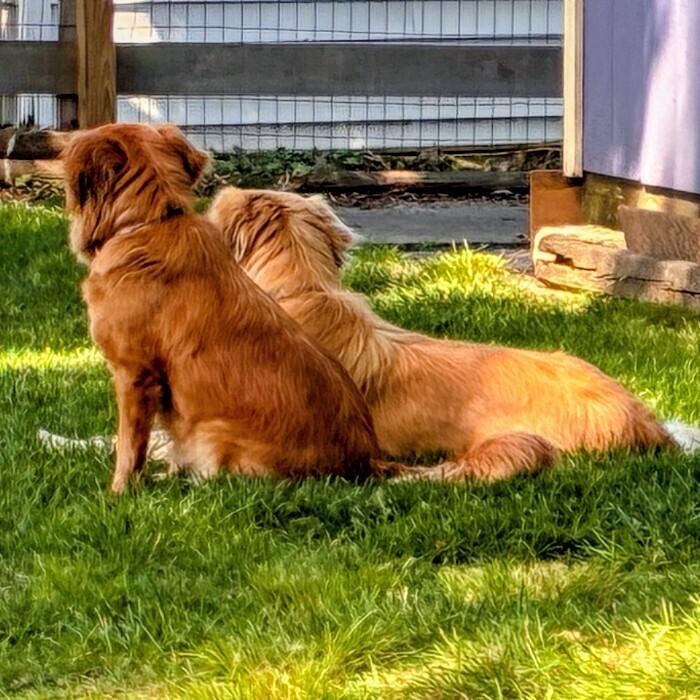 Enlarge Chester #7341, a Adoptable Golden Retriever in Louisville, KY image 5/6