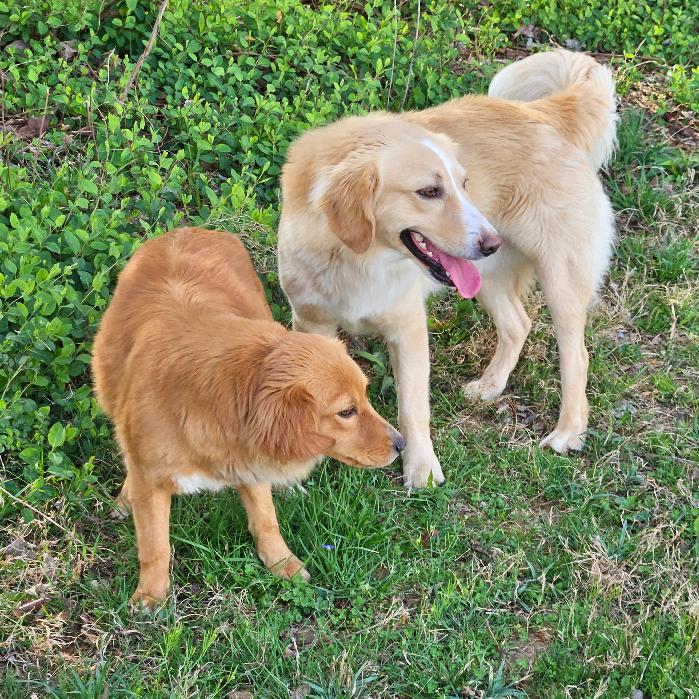 Enlarge Chester #7341, a Adoptable Golden Retriever in Louisville, KY image 6/6