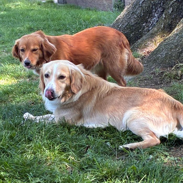 Enlarge Chester #7341, a Adoptable Golden Retriever in Louisville, KY image 6/6