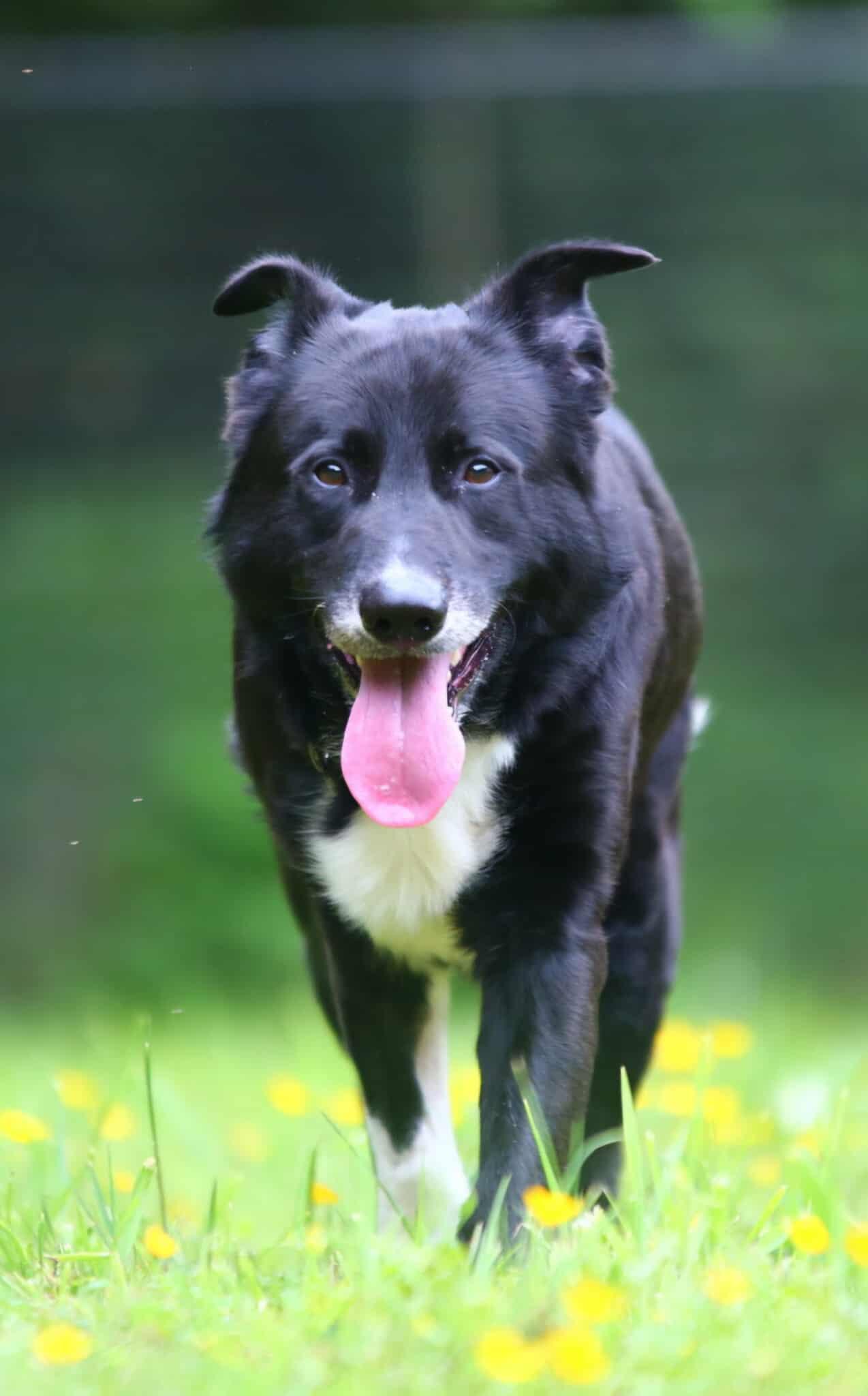 Enlarge Owen, a ADOPTABLE mixed breed in Crescent city, CA image 3/6