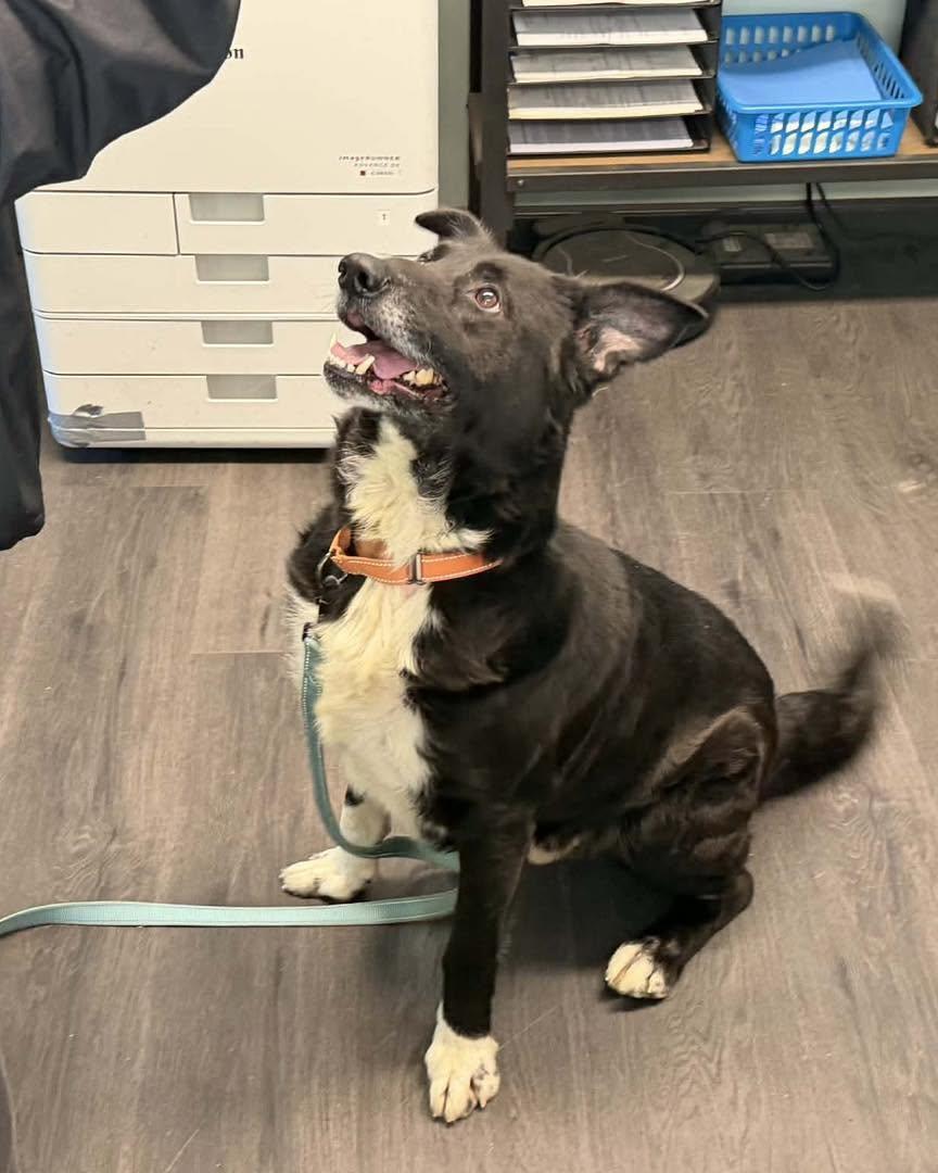 Enlarge Owen, a ADOPTABLE mixed breed in Crescent city, CA image 4/6