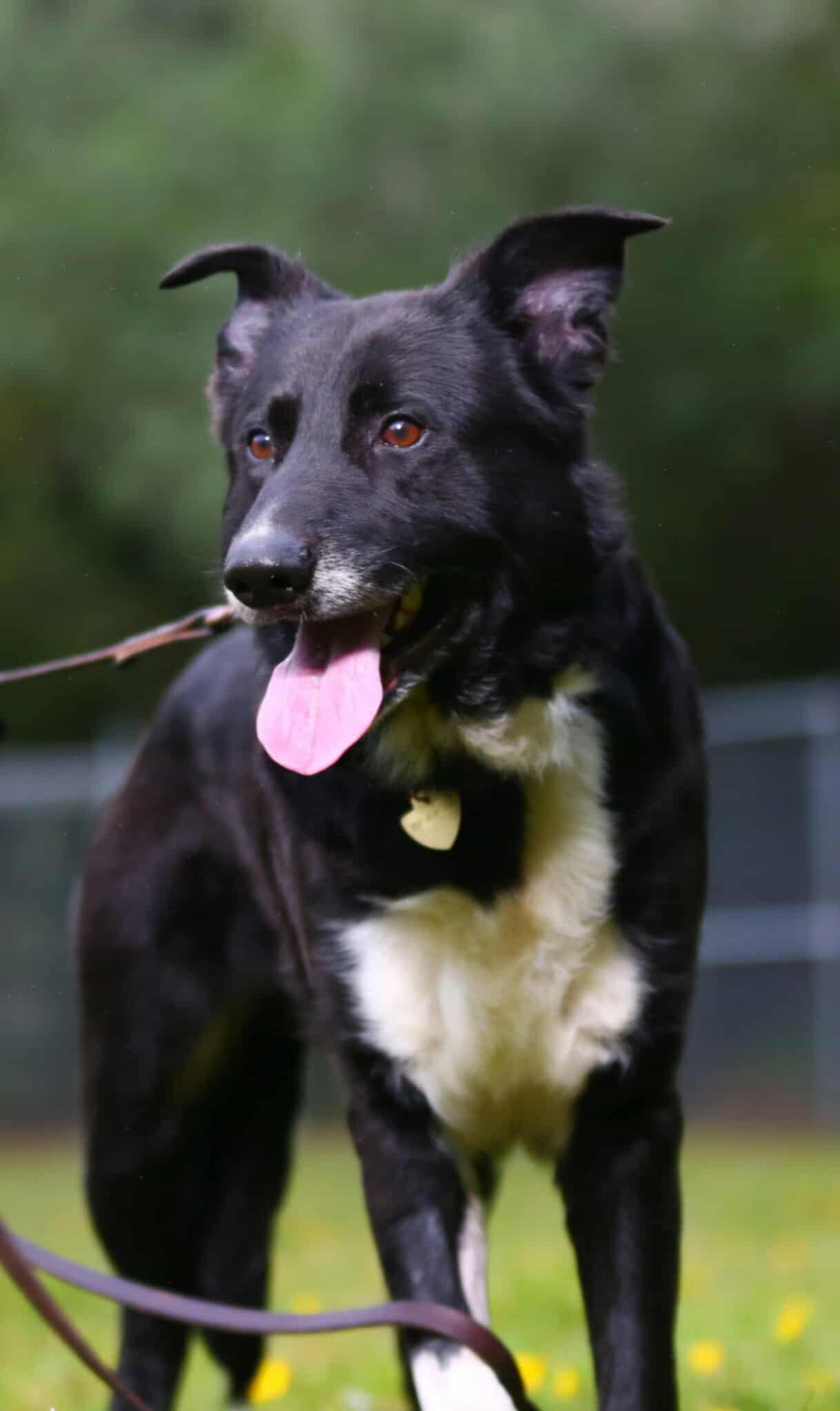 Enlarge Owen, a ADOPTABLE mixed breed in Crescent city, CA image 2/6