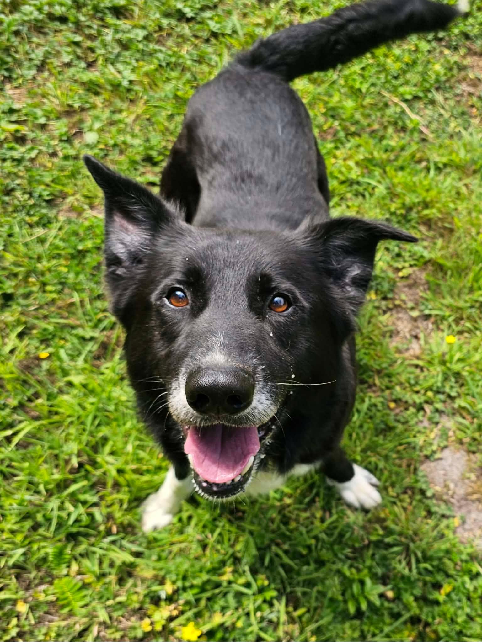 Owen, ADOPTABLE, Adult Male Border Collie & Shepherd.