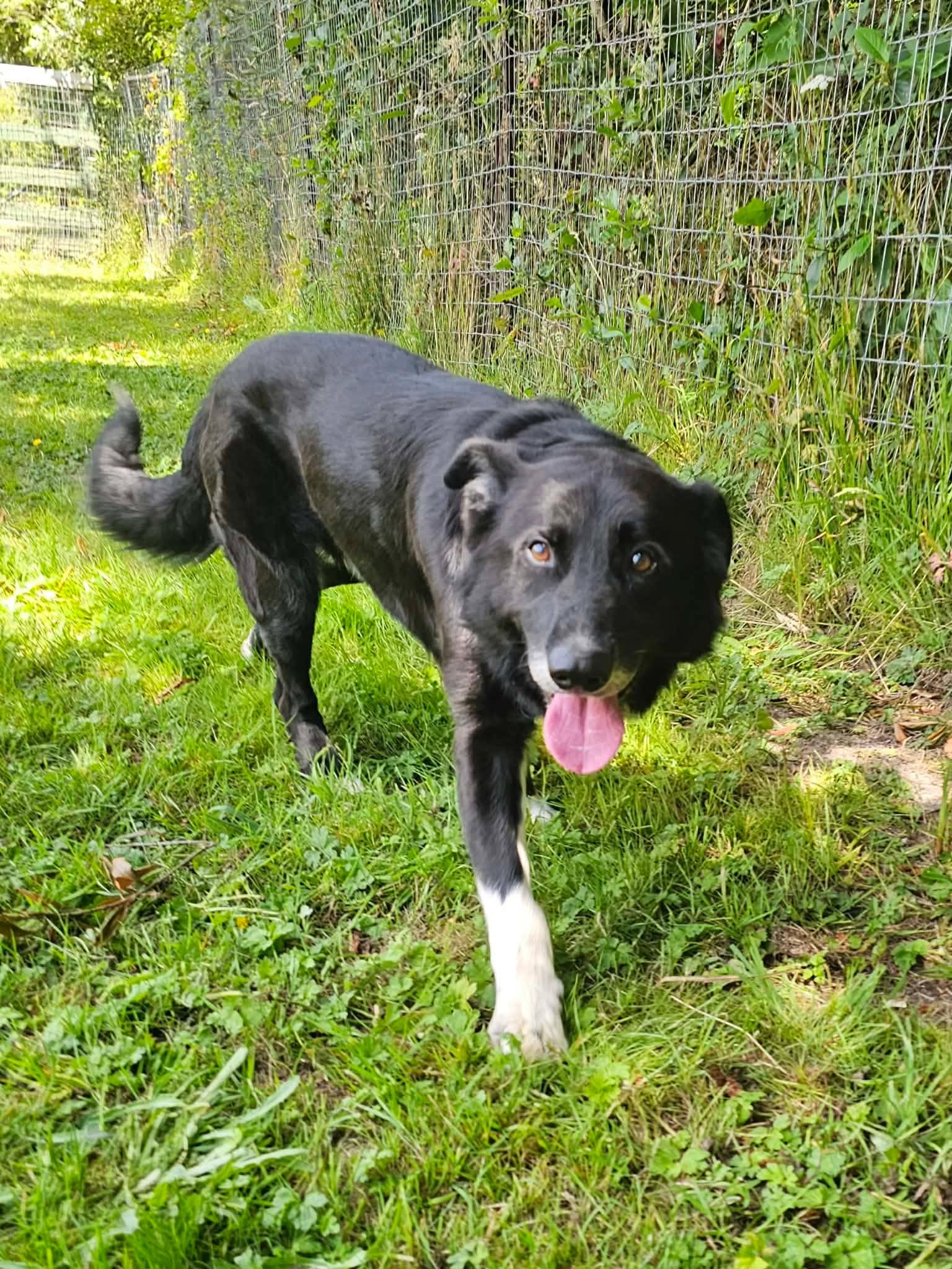 Enlarge Owen, a ADOPTABLE mixed breed in Crescent city, CA image 5/6