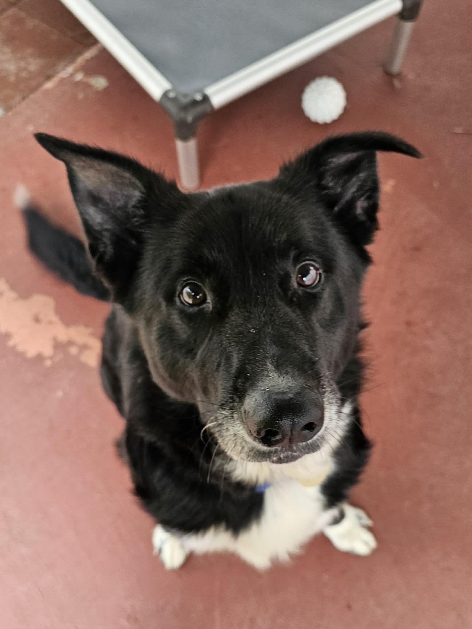 Enlarge Owen, a ADOPTABLE mixed breed in Crescent city, CA image 6/6