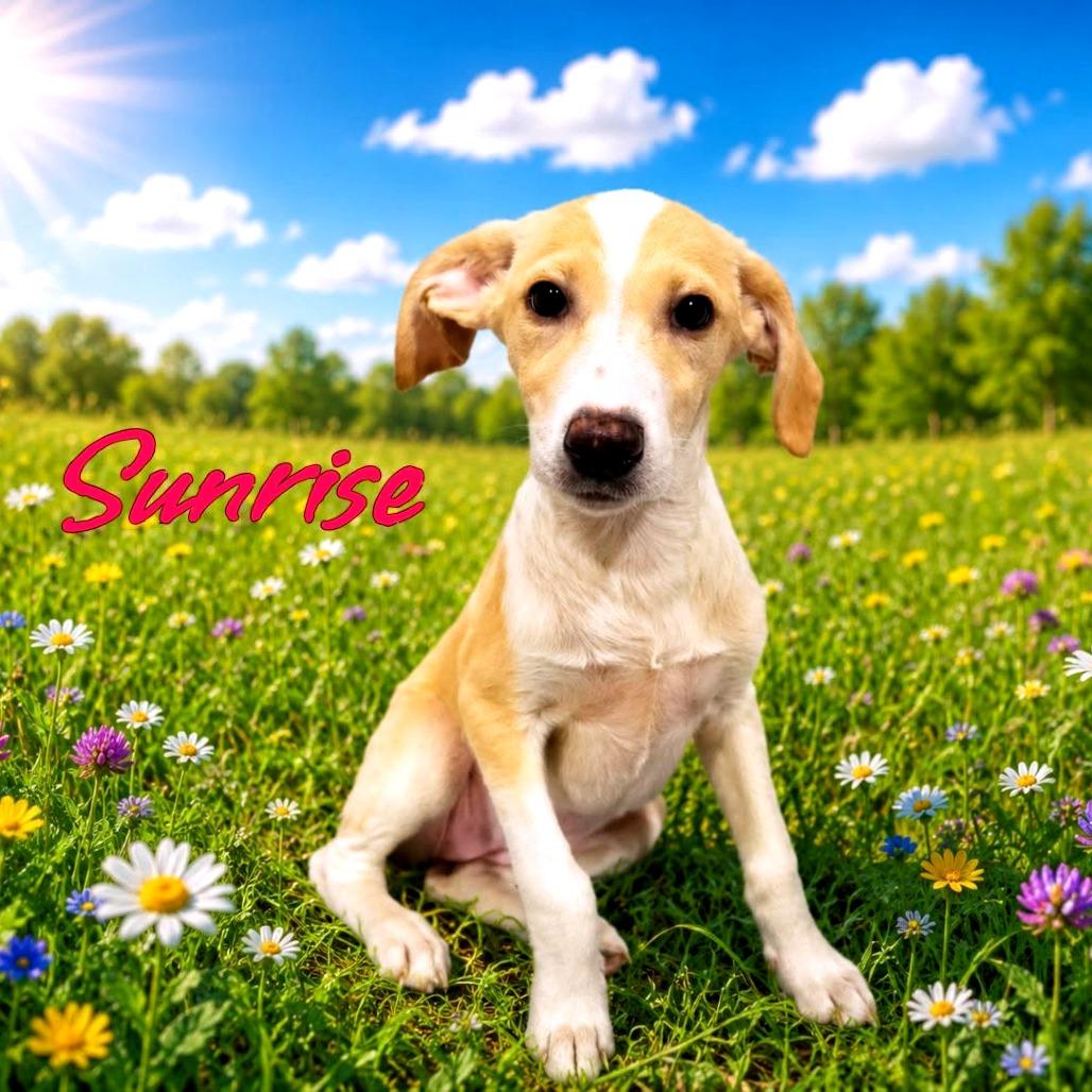Sunrise, Adoptable, Puppy Female Mixed Breed.
