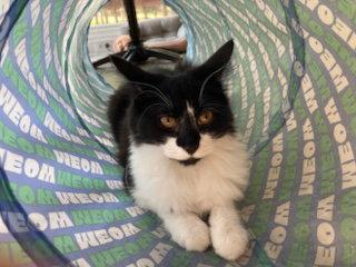 Enlarge KITTEN AVA, a Adoptable Tuxedo in Franklin, TN image 1/3