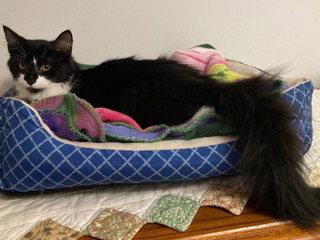 Enlarge KITTEN AVA, a Adoptable Tuxedo in Franklin, TN image 2/3