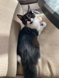 Enlarge KITTEN AVA, a Adoptable Tuxedo in Franklin, TN image 3/3