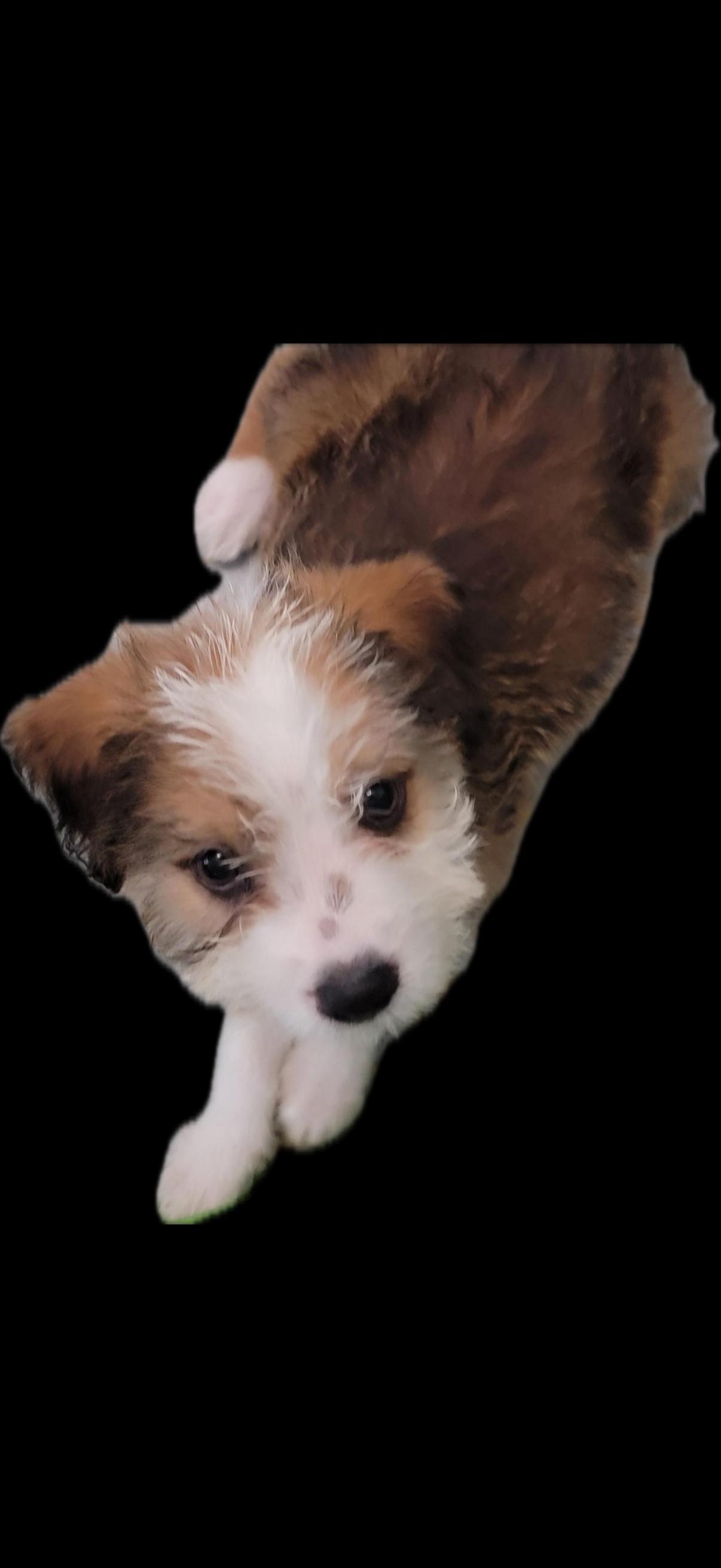 Enlarge Aggie, a Adopted Mixed Breed in Nanuet, NY image 2/6