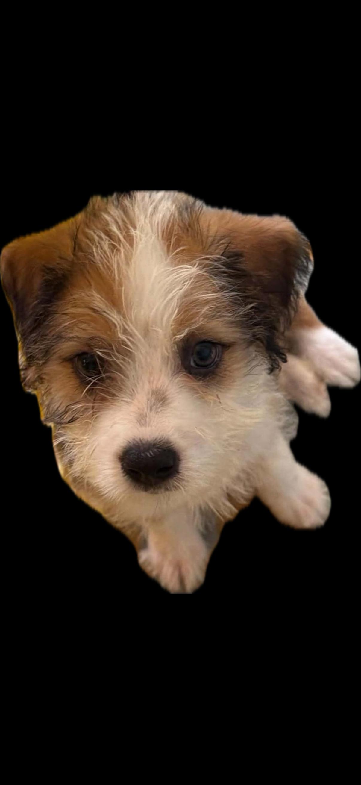 Aggie, Adopted, Puppy Female Mixed Breed.