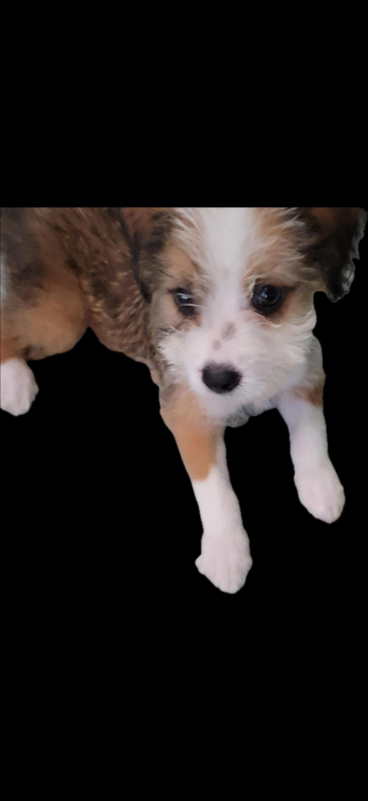 Enlarge Aggie, a Adopted Mixed Breed in Nanuet, NY image 5/6