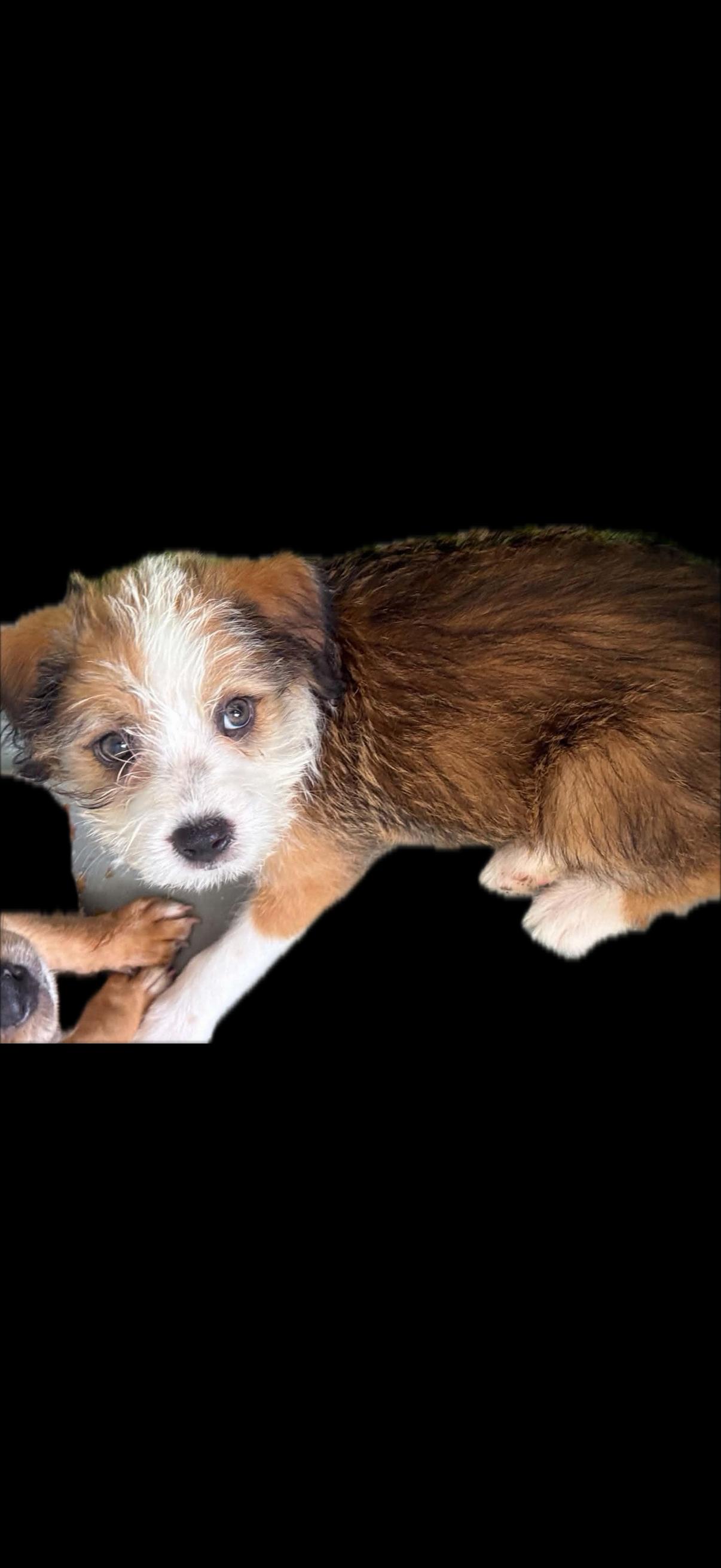 Enlarge Aggie, a Adopted Mixed Breed in Nanuet, NY image 6/6