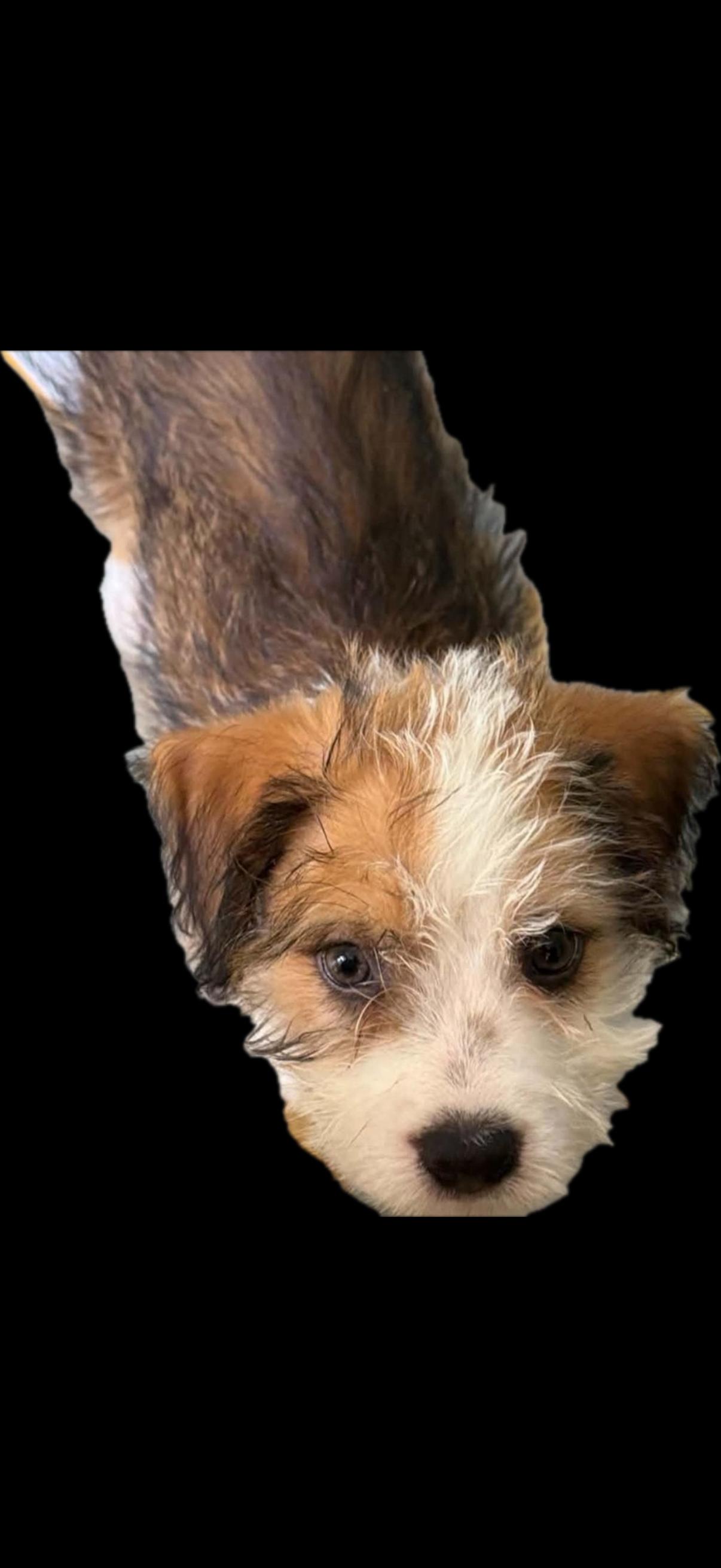 Enlarge Aggie, a Adopted Mixed Breed in Nanuet, NY image 4/6