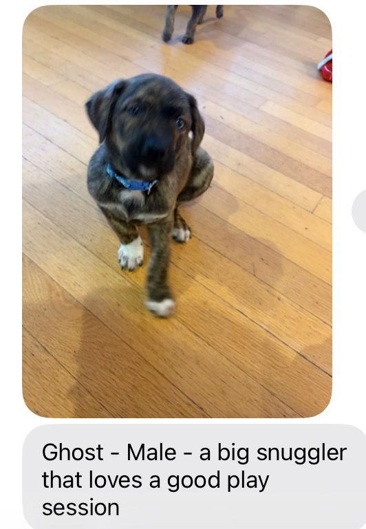 Ghost, Adoptable, Puppy Male Shepherd.