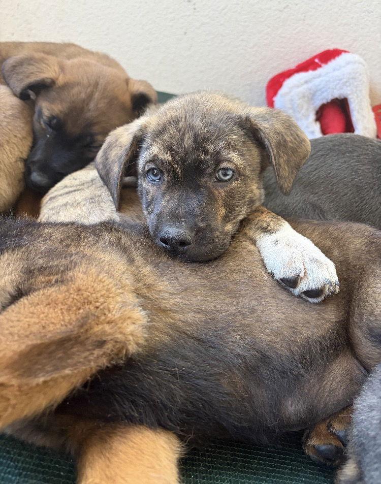 Enlarge Ghost, a Adoptable Shepherd in San Diego, CA image 2/3