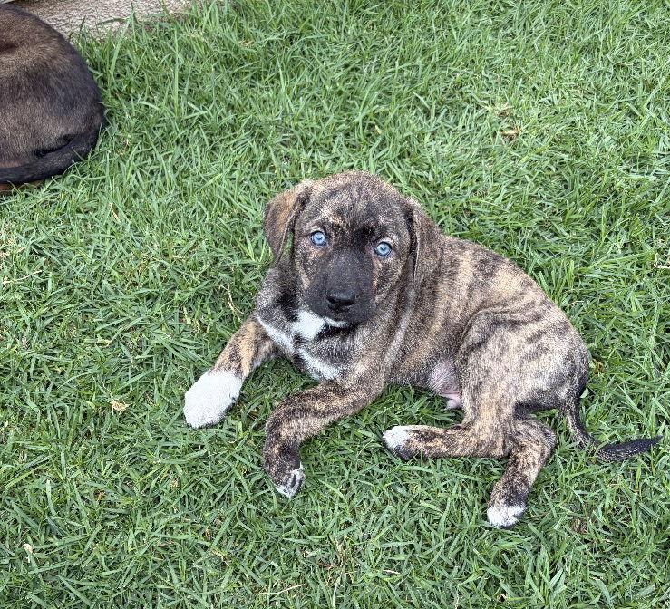 Enlarge Ghost, a Adoptable Shepherd in San Diego, CA image 3/3