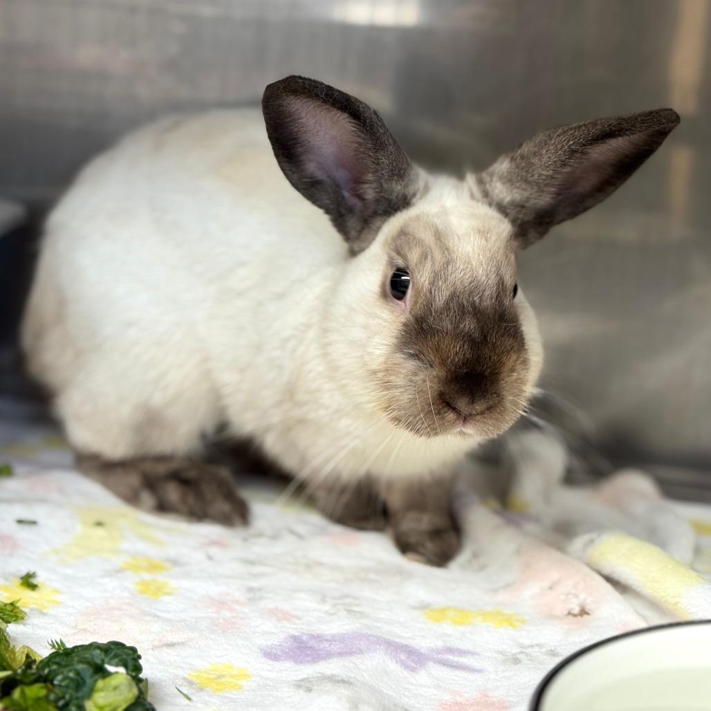 Lou Seal, Adoptable, Adult Male American Sable & Bunny Rabbit.