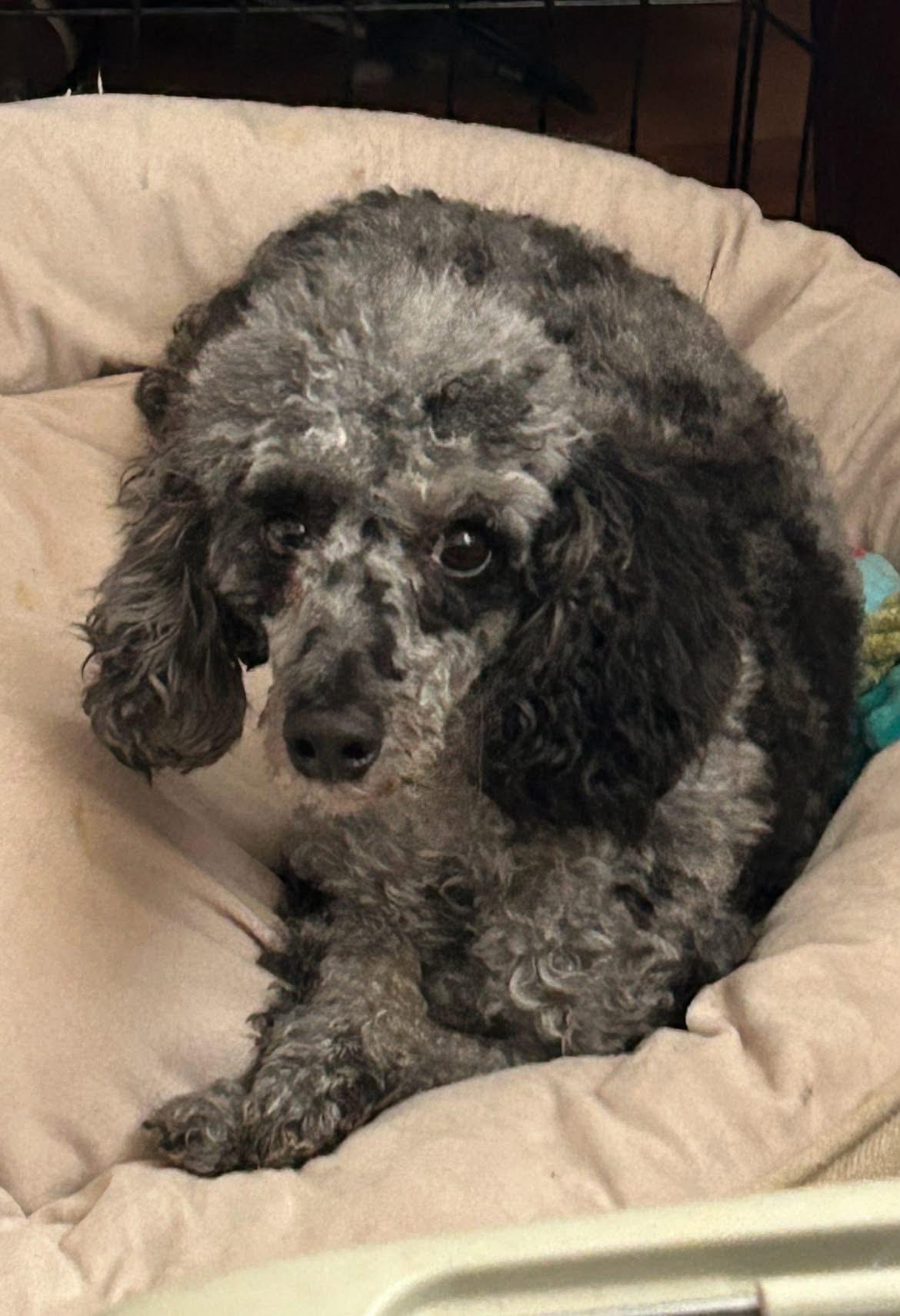 Enlarge Luna, an adoptable Miniature Poodle in Rochester, NY image 5/5