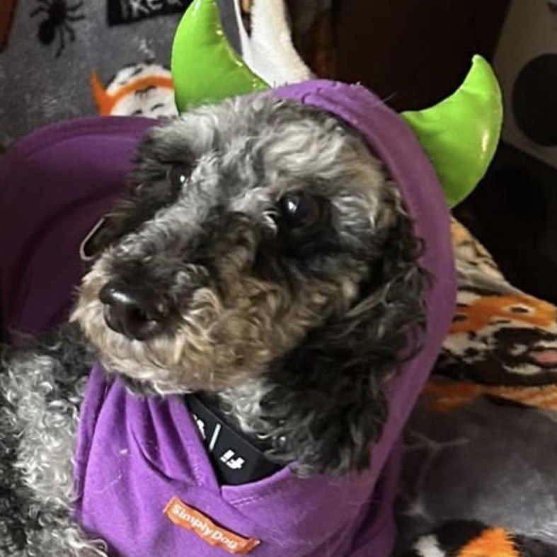 Enlarge Luna, a Adoptable Miniature Poodle in Rochester, NY image 3/6