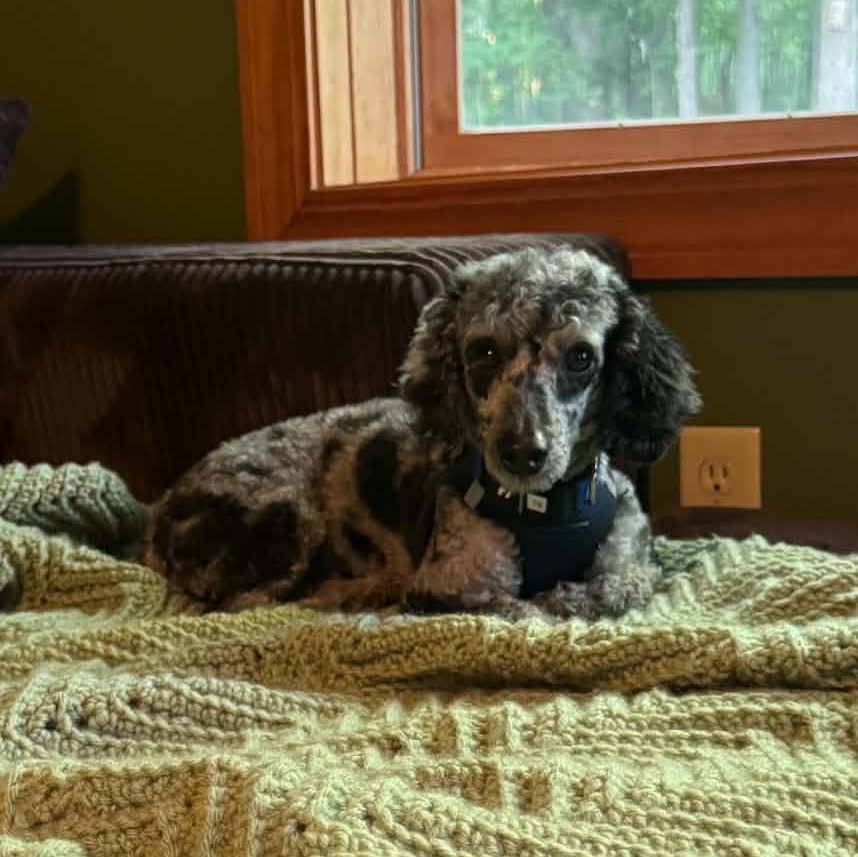 Enlarge Luna, a ADOPTABLE Miniature Poodle in Rochester, NY image 3/4