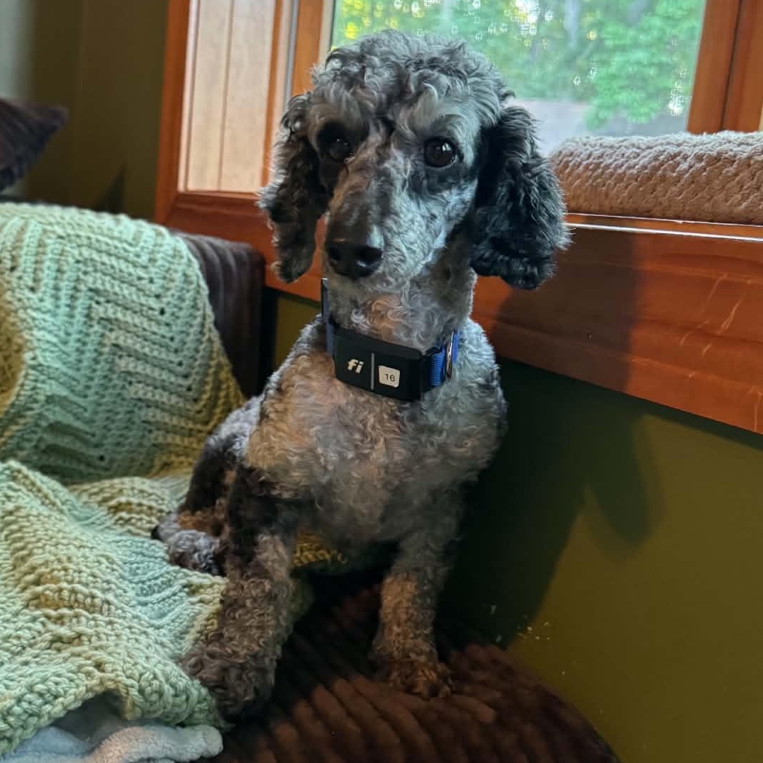 Luna, ADOPTABLE, Adult Female Miniature Poodle.