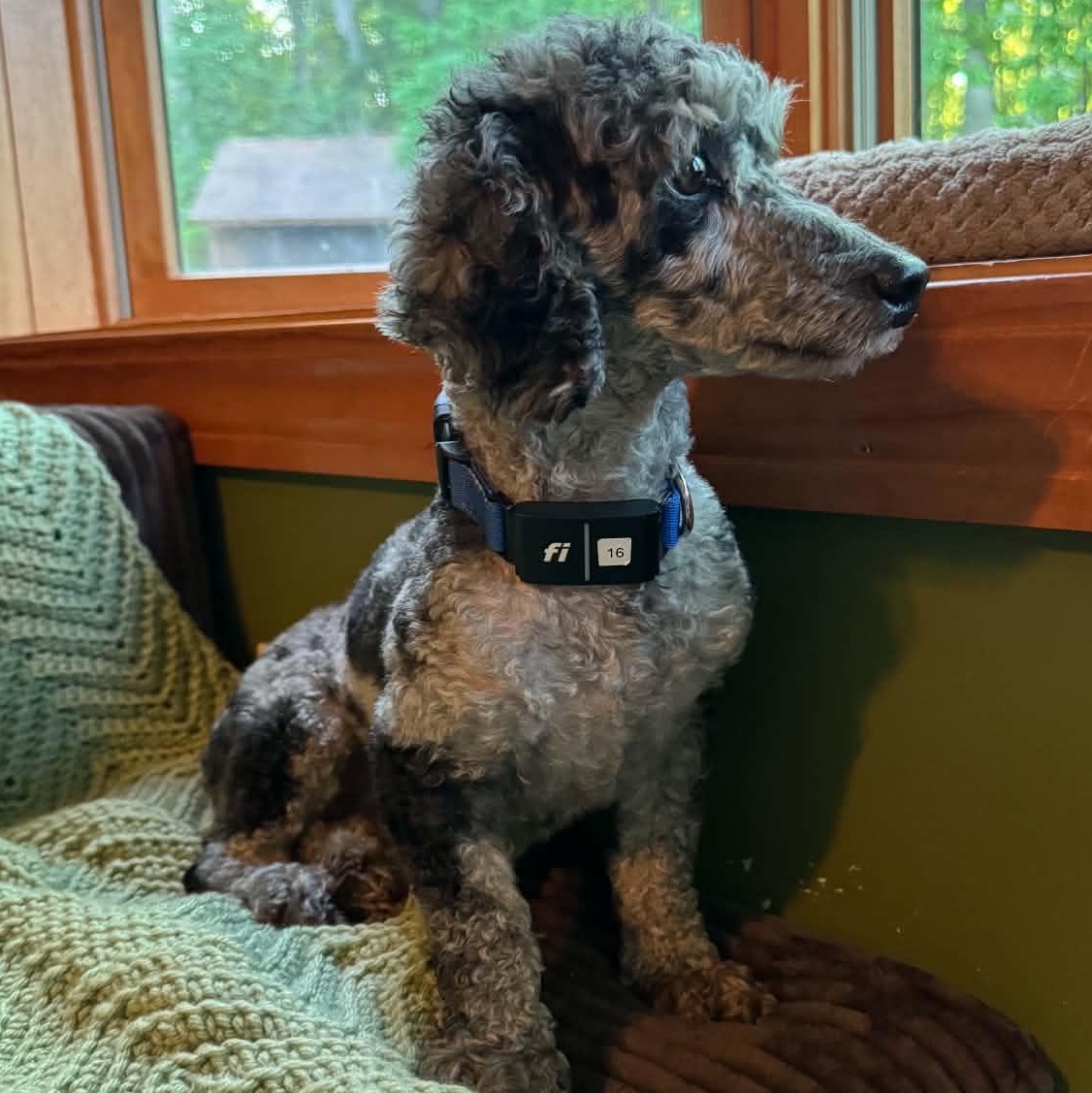 Enlarge Luna, a ADOPTABLE Miniature Poodle in Rochester, NY image 2/4