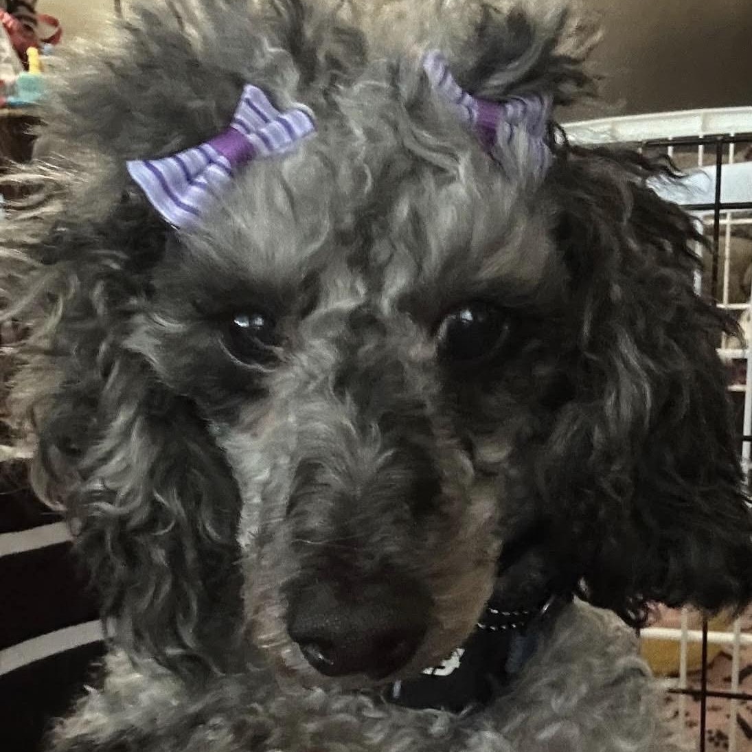 Enlarge Luna, a Adoptable Miniature Poodle in Rochester, NY image 6/6