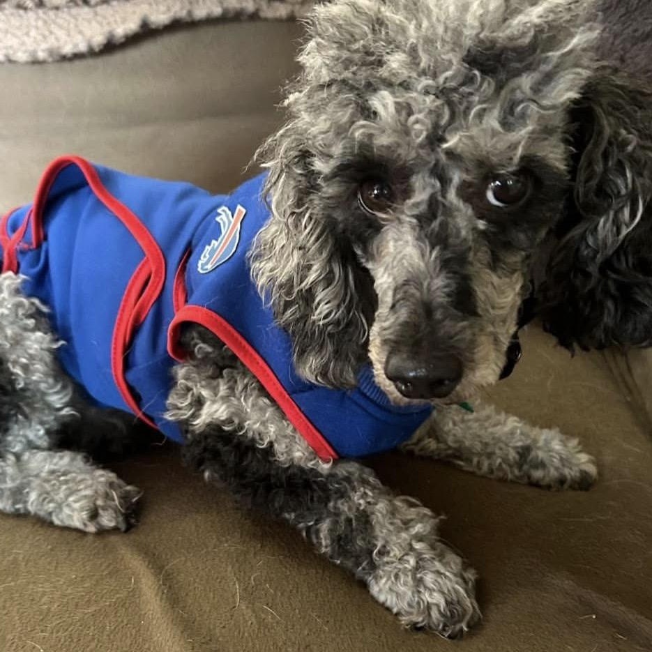 Enlarge Luna, a Adoptable Miniature Poodle in Rochester, NY image 1/6