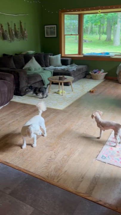 Enlarge Luna, a ADOPTABLE Miniature Poodle in Rochester, NY video 5/5