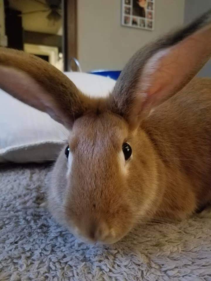 Enlarge Ginger, a Adoptable Bunny Rabbit in Godfrey, IL image 1/11