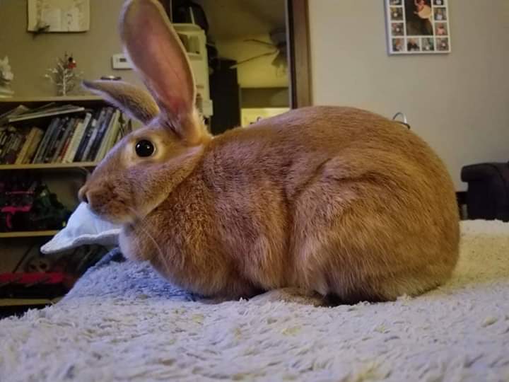 Enlarge Ginger, a Adoptable Bunny Rabbit in Godfrey, IL image 2/11