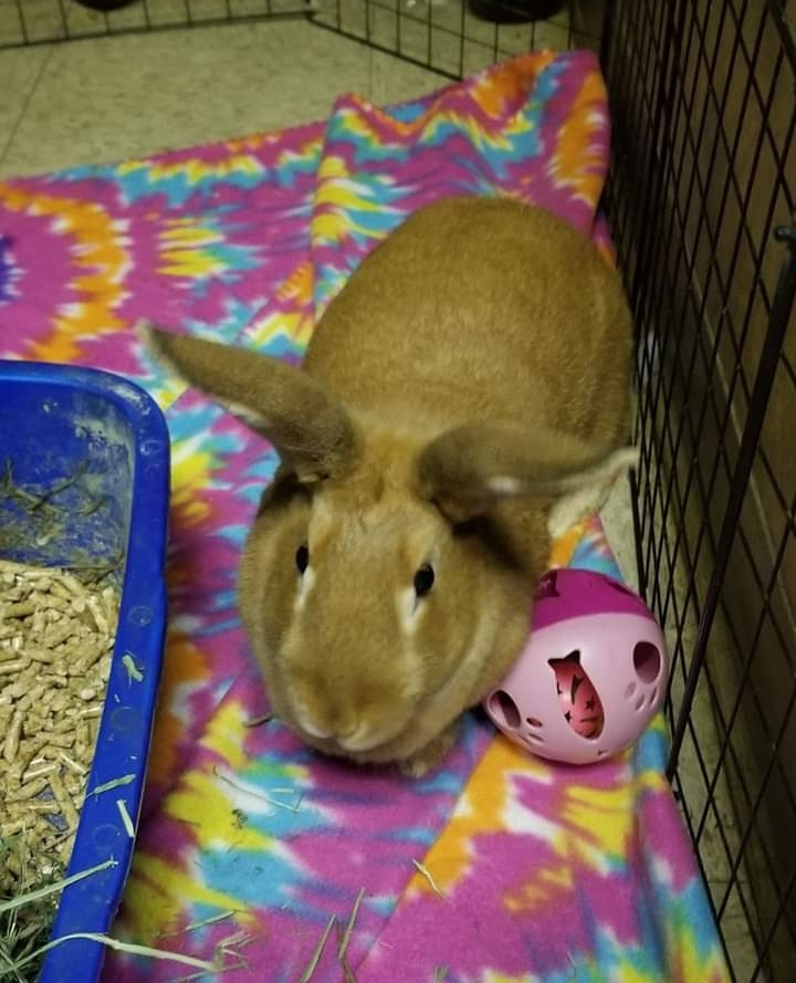 Enlarge Ginger, a Adoptable Bunny Rabbit in Godfrey, IL image 3/11