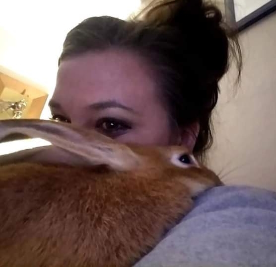 Enlarge Ginger, a Adoptable Bunny Rabbit in Godfrey, IL image 4/11