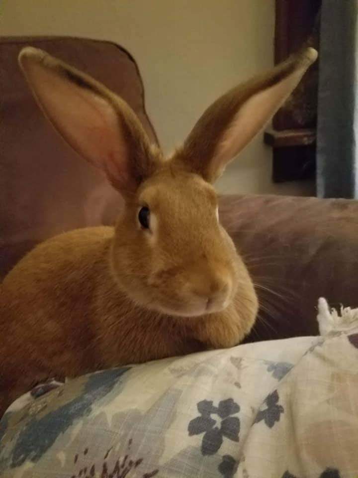 Enlarge Ginger, a Adoptable Bunny Rabbit in Godfrey, IL image 5/11