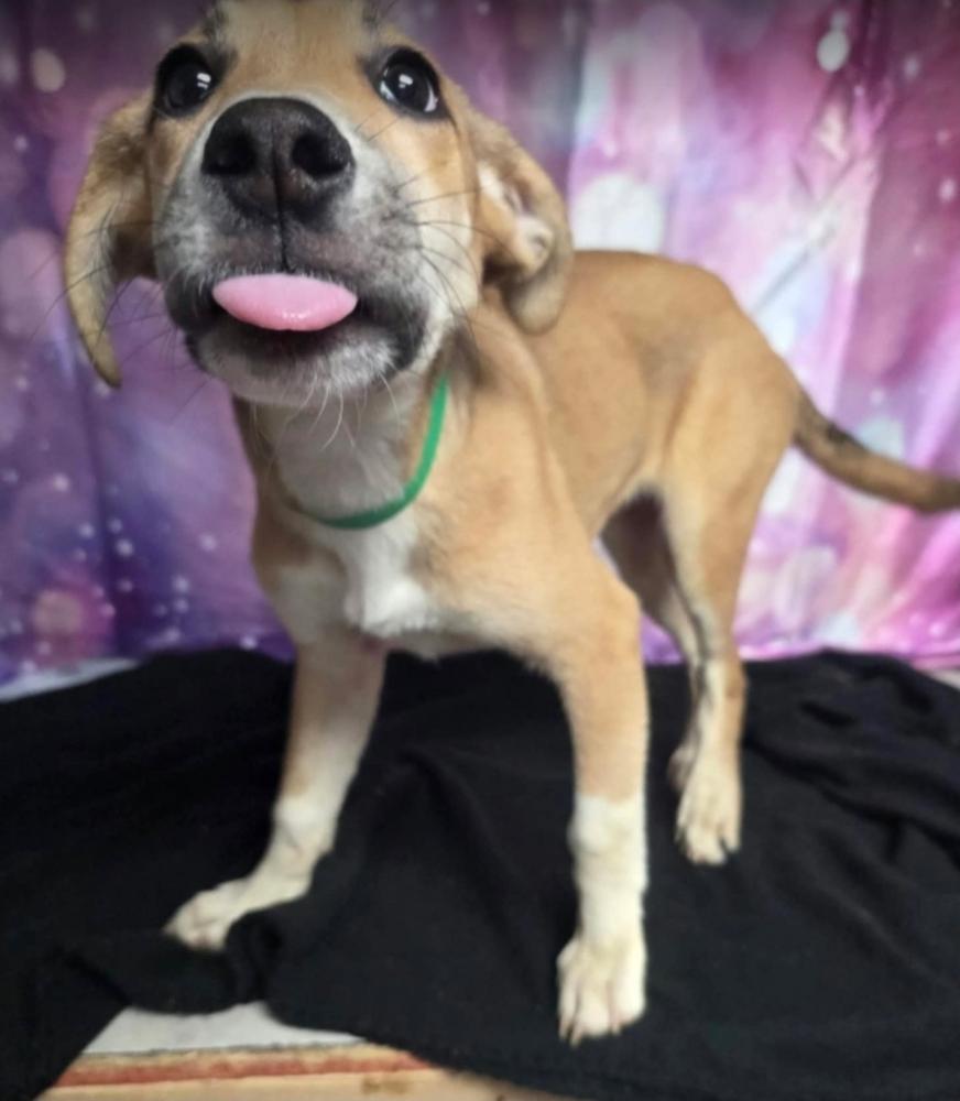 Mystique, Adoptable, Puppy Female Cattle Dog & Labrador Retriever.