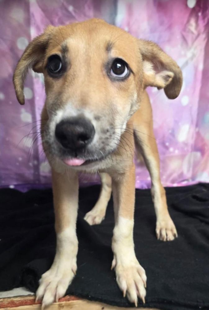 Enlarge Mystique, a Adoptable mixed breed in Sedalia, CO image 2/4